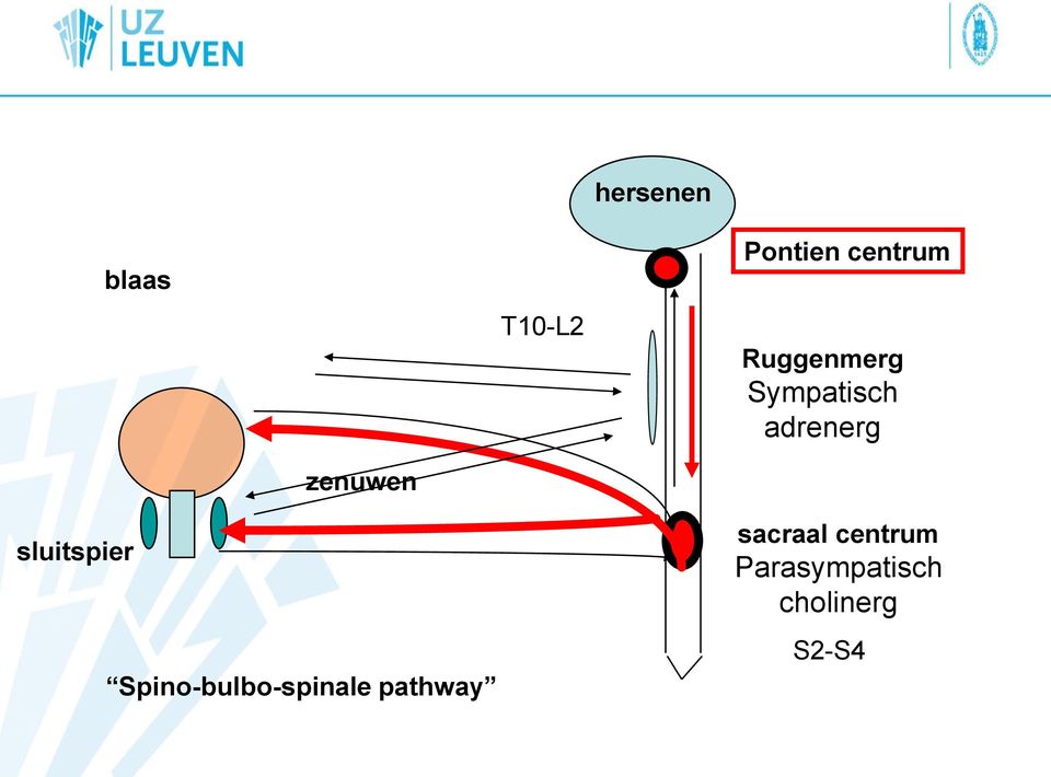 sluitspier Spino-bulbo-spinale pathway