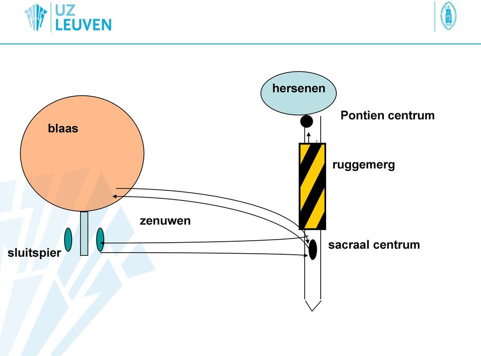 ruggemerg zenuwen