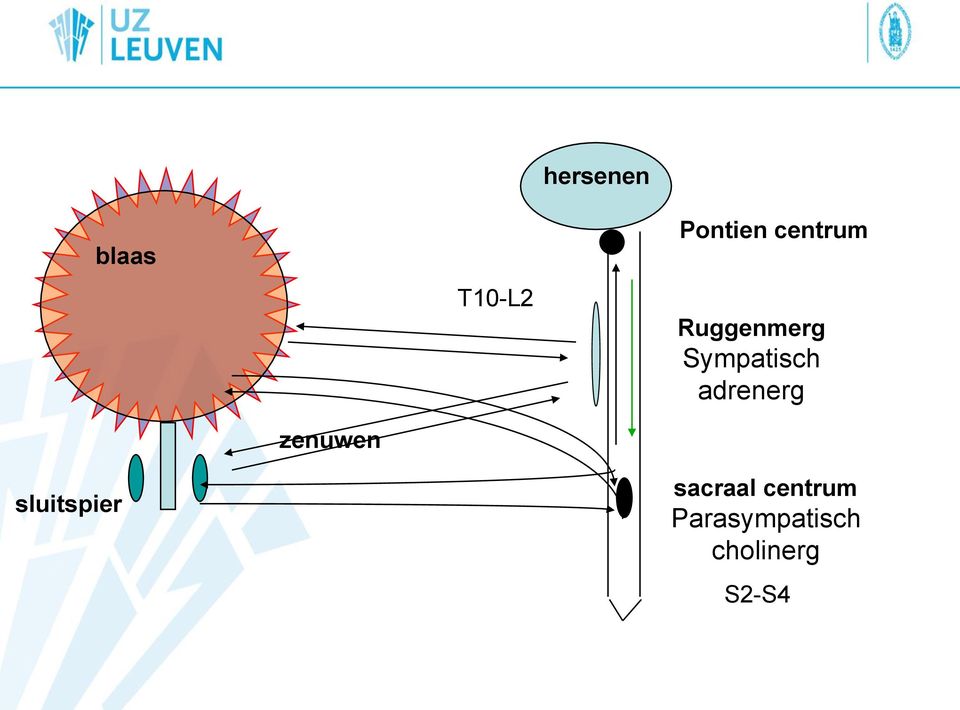 adrenerg zenuwen sluitspier