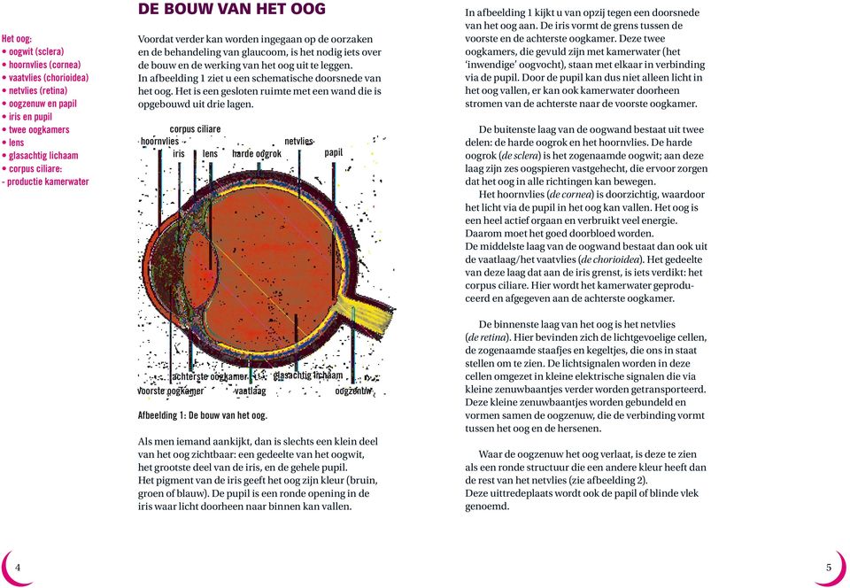 In afbeelding 1 ziet u een schematische doorsnede van het oog. Het is een gesloten ruimte met een wand die is opgebouwd uit drie lagen.