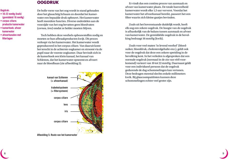 Diverse onderdelen aan de voorzijde van het oog bevatten geen bloedvaten (cornea, lens) omdat ze helder moeten blijven.