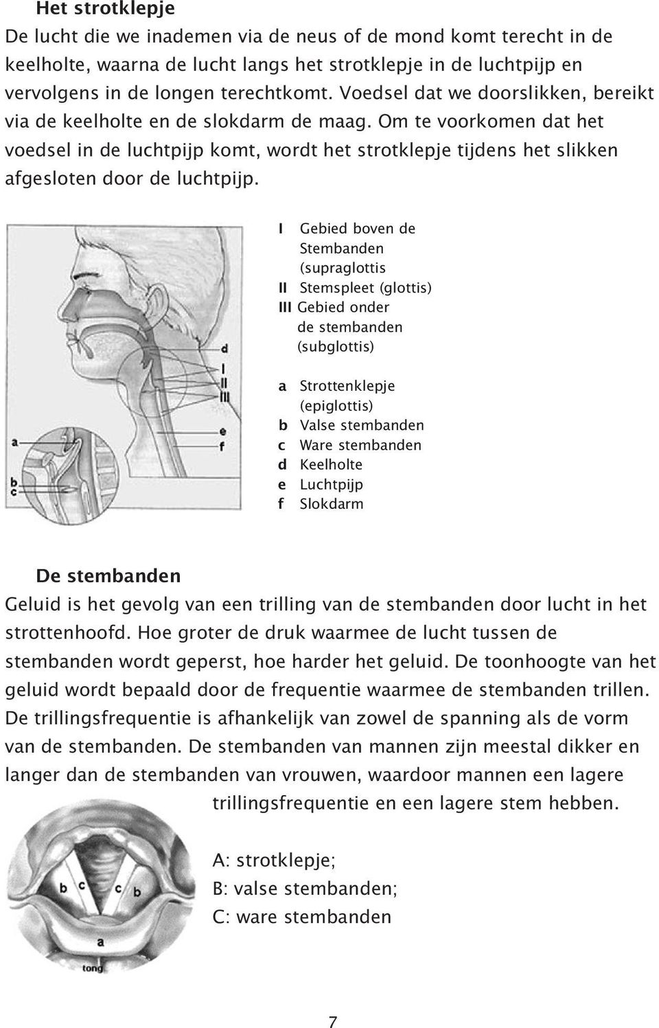 Om te voorkomen dat het voedsel in de luchtpijp komt, wordt het strotklepje tijdens het slikken afgesloten door de luchtpijp.