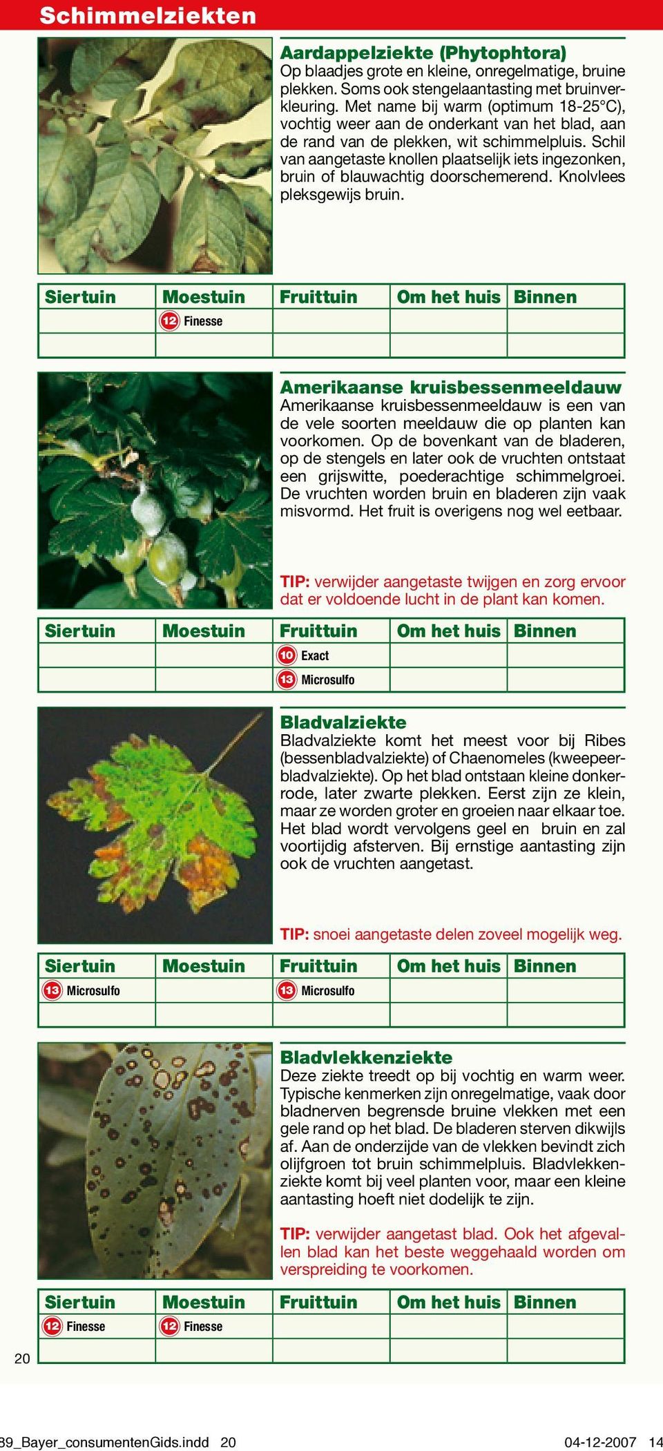 Schil van aangetaste knollen plaatselijk iets ingezonken, bruin of blauwachtig doorschemerend. Knolvlees pleksgewijs bruin.