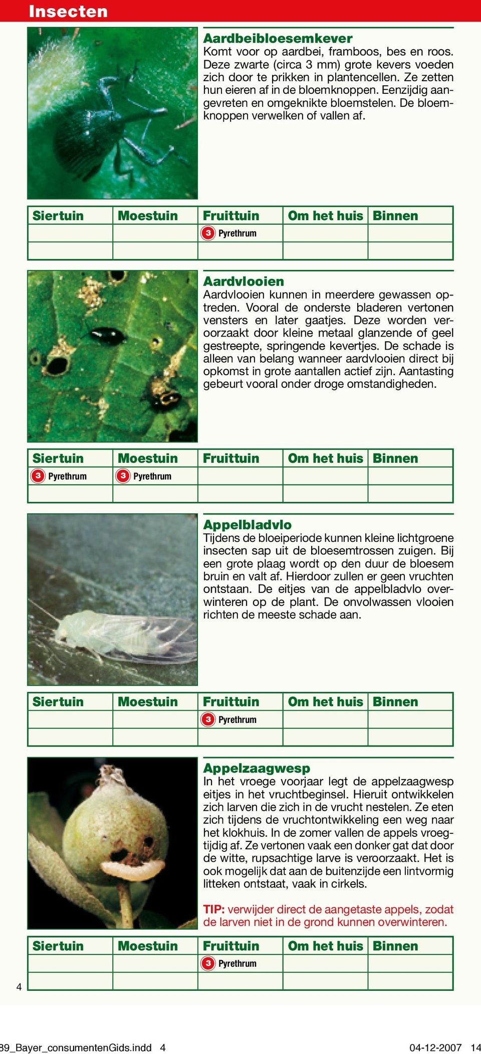 Vooral de onderste bladeren vertonen vensters en later gaatjes. Deze worden veroorzaakt door kleine metaal glanzende of geel gestreepte, springende kevertjes.