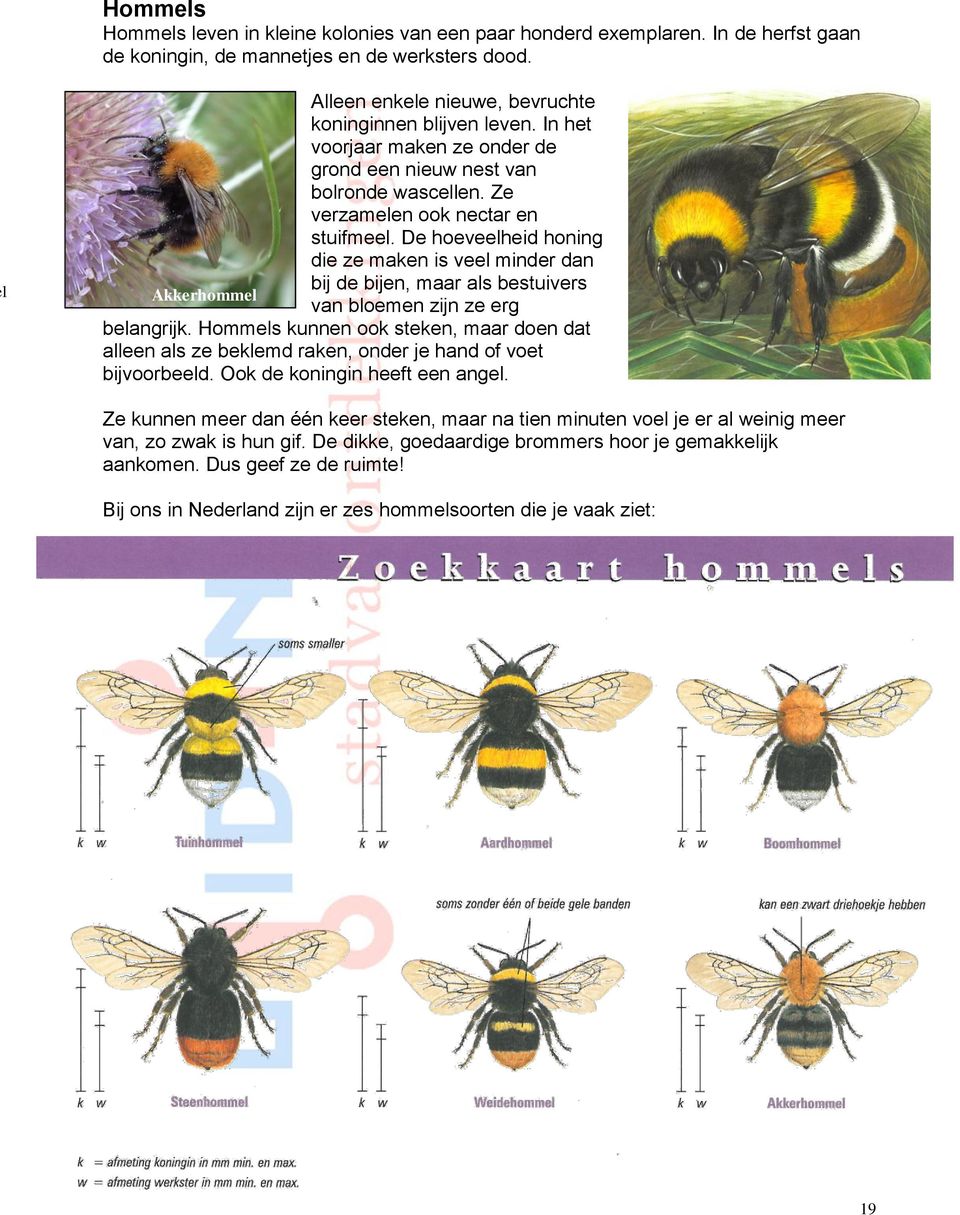 De hoeveelheid honing die ze maken is veel minder dan bij de bijen, maar als bestuivers Akkerhommel van bloemen zijn ze erg belangrijk.