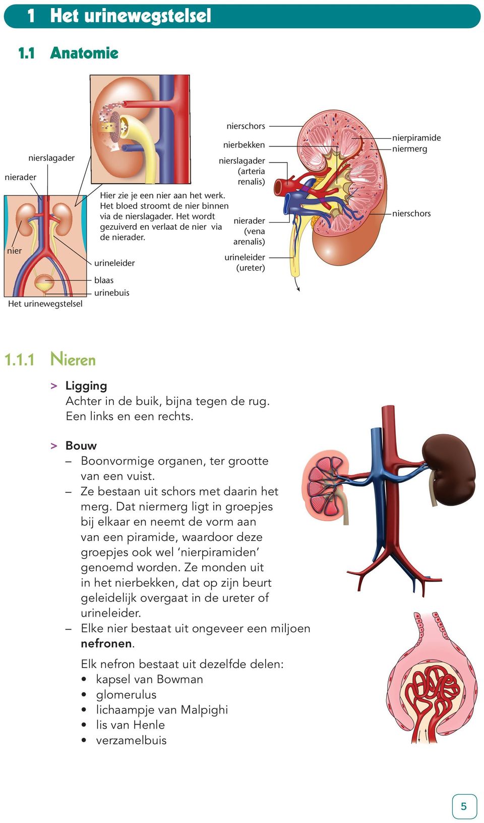 urineleider blaas urinebuis nierschors nierbekken nierslagader (arteria renalis) nierader (vena arenalis) urineleider (ureter) nierpiramide niermerg nierschors 1.
