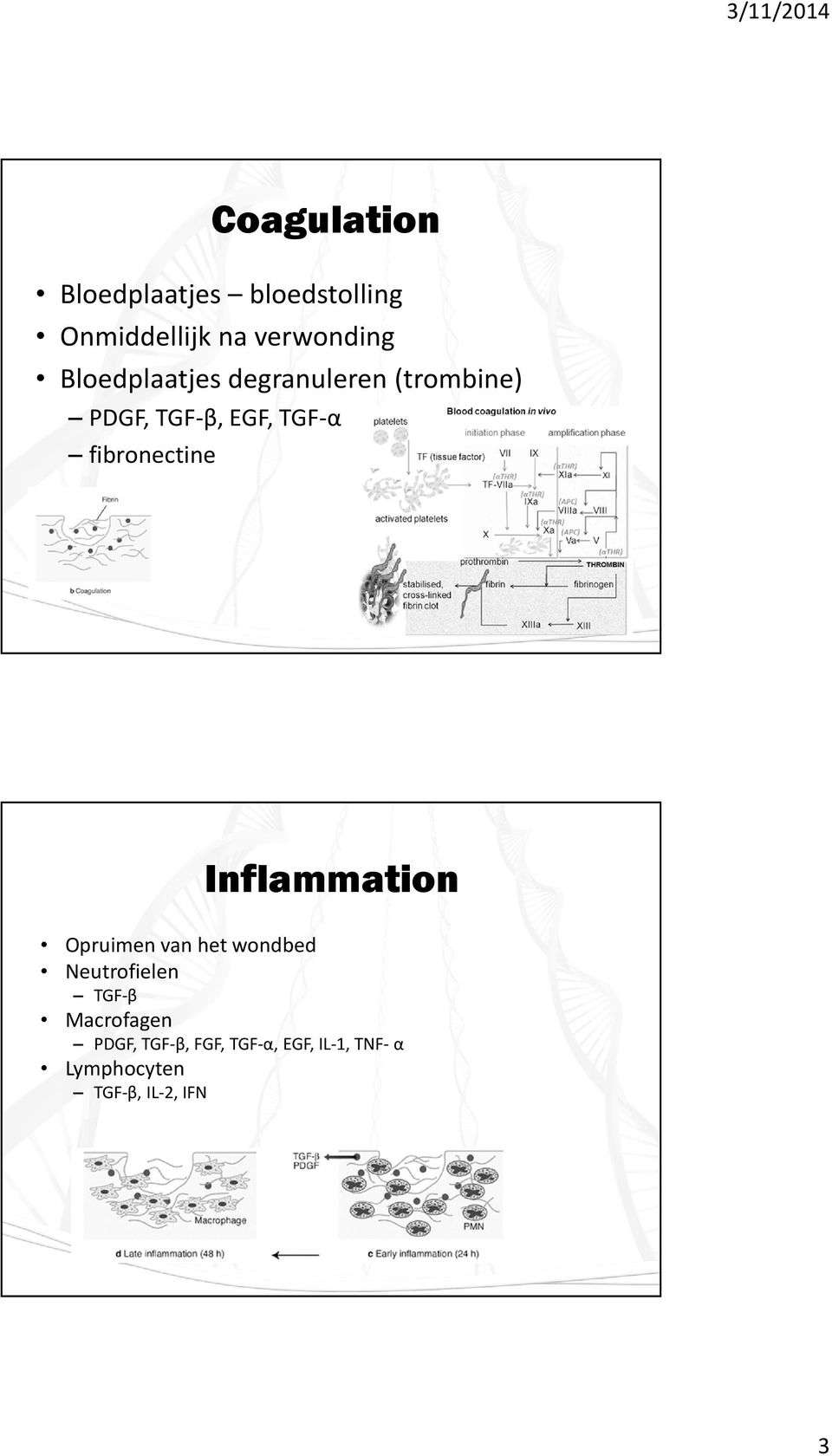fibronectine Inflammation Opruimen van het wondbed Neutrofielen TGF-β