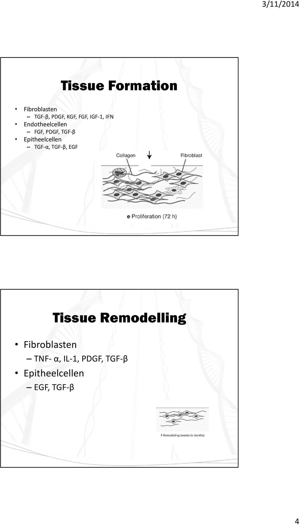 Epitheelcellen TGF-α, TGF-β, EGF Tissue Remodelling