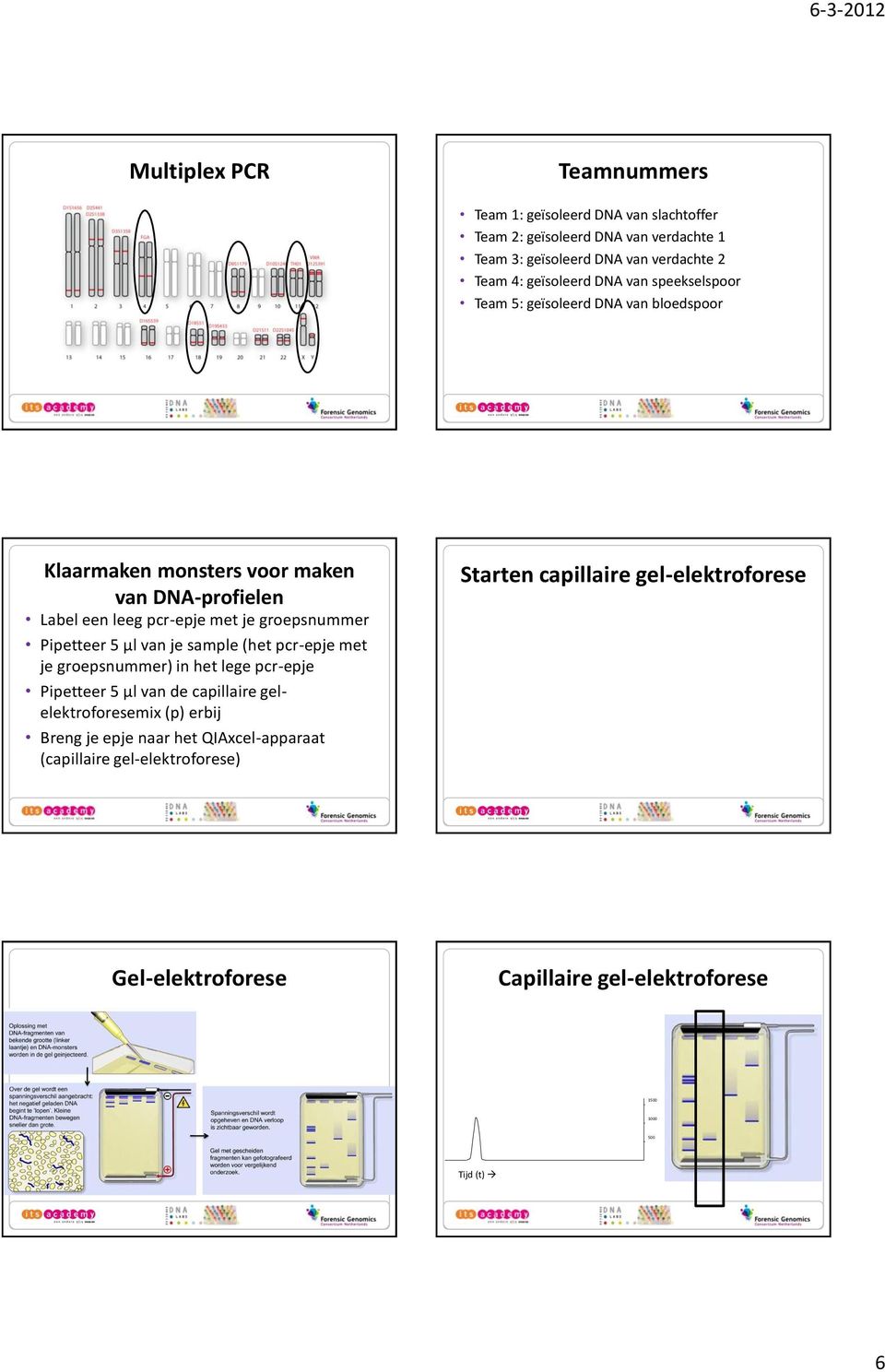 groepsnummer Pipetteer 5 µl van je sample (het pcr-epje met je groepsnummer) in het lege pcr-epje Pipetteer 5 µl van de capillaire gelelektroforesemix (p) erbij