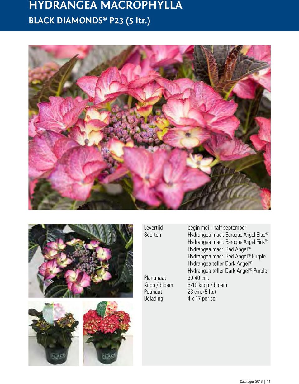 Baroque Angel Pink Hydrangea macr. Red Angel Hydrangea macr.