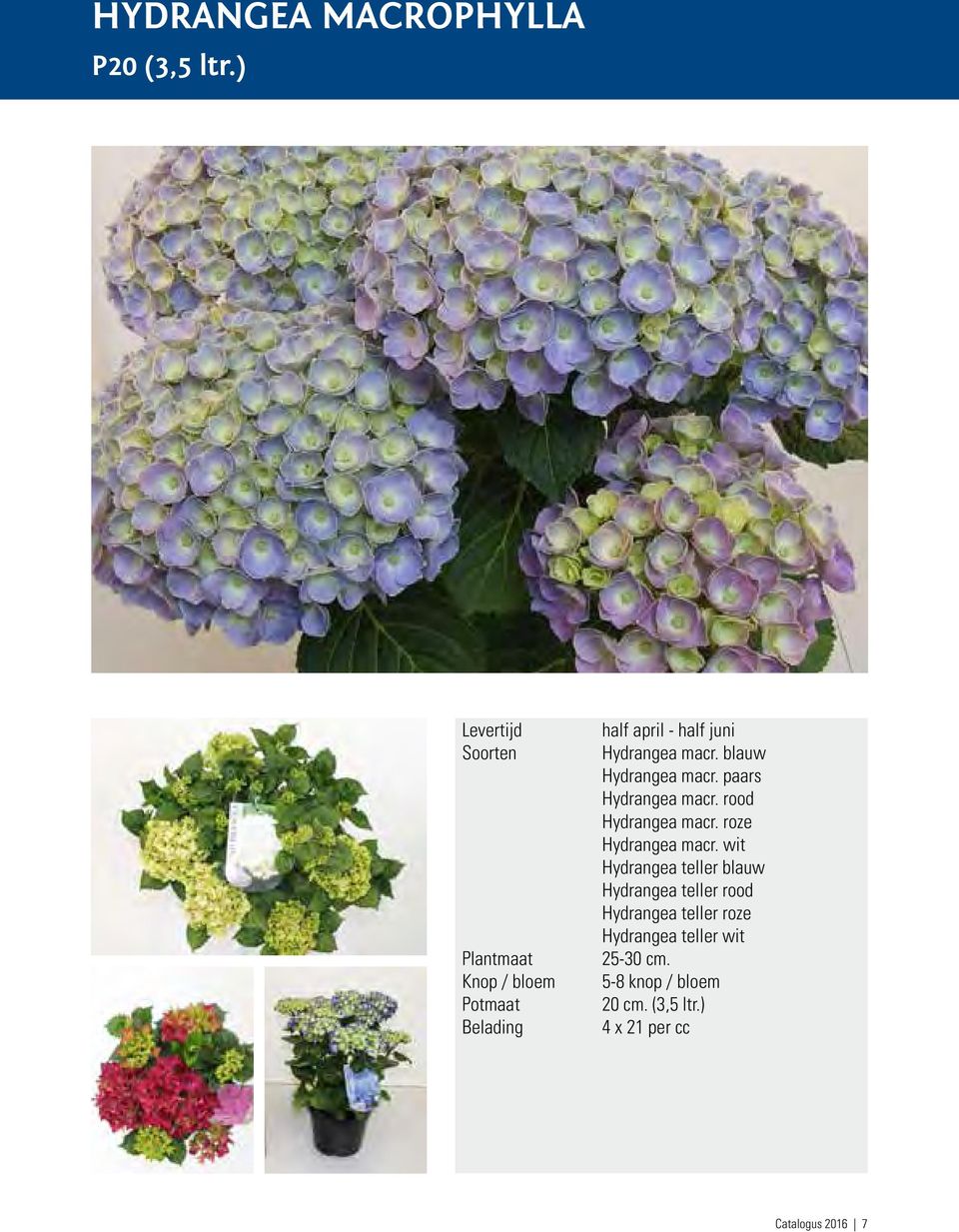 macr. blauw Hydrangea macr. paars Hydrangea macr. rood Hydrangea macr. roze Hydrangea macr.