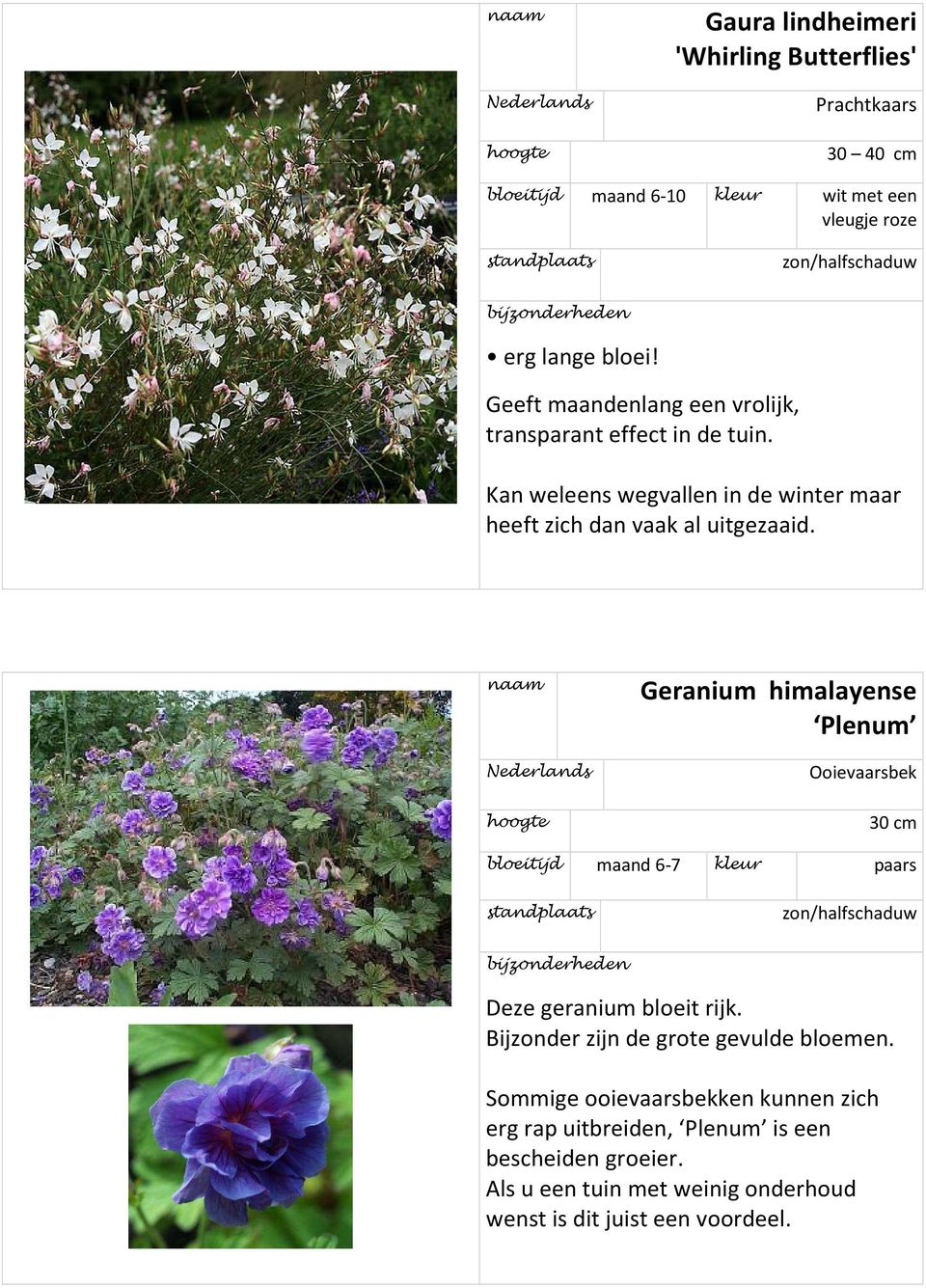 Geranium himalayense Plenum Ooievaarsbek 30 cm bloeitijd maand 6-7 kleur paars Deze geranium bloeit rijk. Bijder zijn de grote gevulde bloemen.