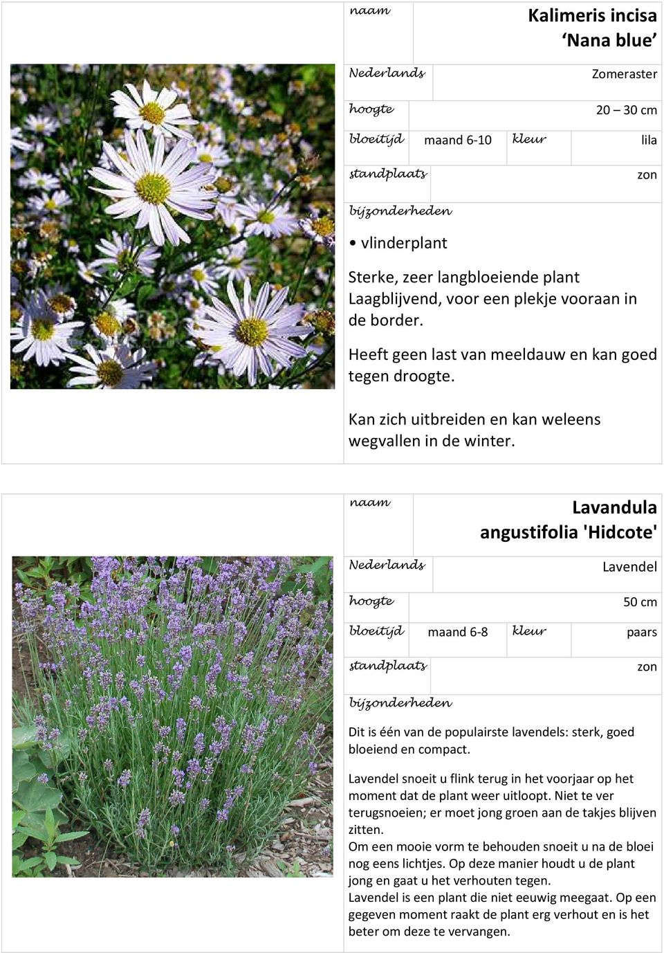 Lavandula angustifolia 'Hidcote' Lavendel 50 cm bloeitijd maand 6-8 kleur paars Dit is één van de populairste lavendels: sterk, goed bloeiend en compact.