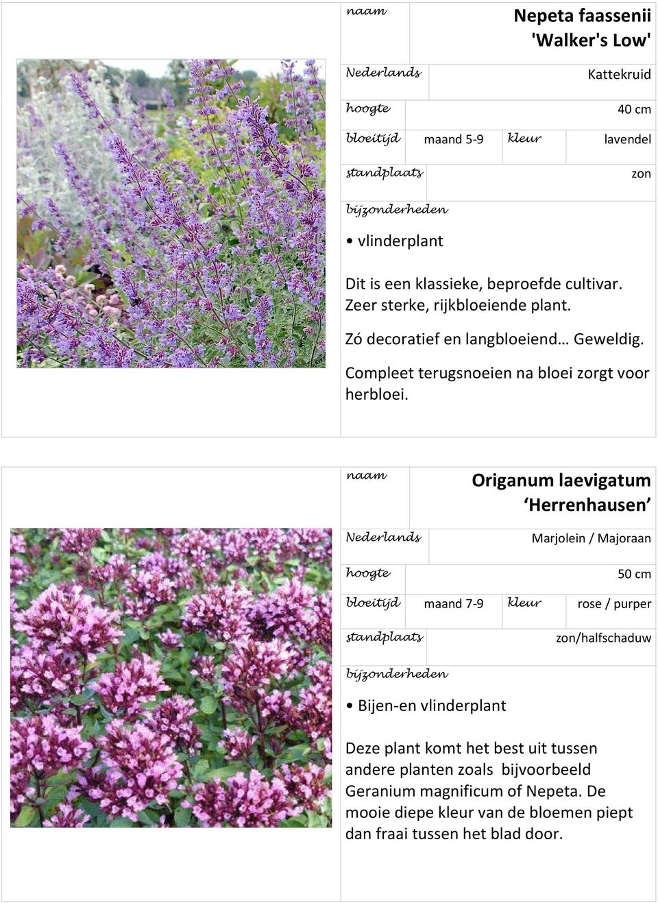 Origanum laevigatum Herrenhausen Marjolein / Majoraan 50 cm bloeitijd maand 7-9 kleur rose / purper Bijen-en vlinderplant Deze plant