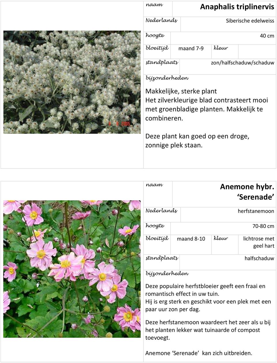 Serenade herfstanemoon 70-80 cm bloeitijd maand 8-10 kleur lichtrose met geel hart halfschaduw Deze populaire herfstbloeier geeft een fraai en romantisch effect