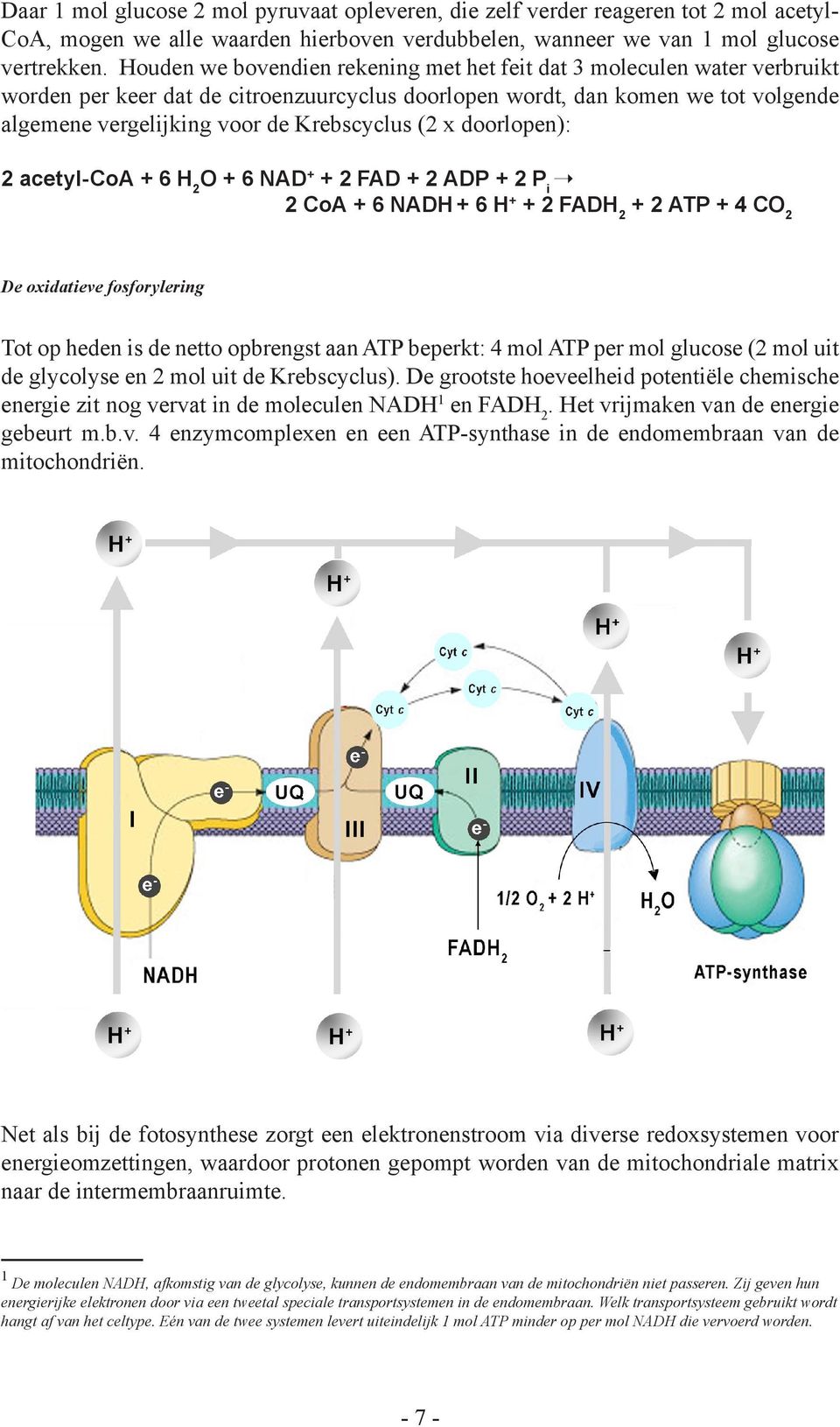 (2 x doorlopen): 2 acetyl-coa + 6 H 2 O + 6 NAD + + 2 FAD + 2 ADP + 2 P i 2 CoA + 6 NADH + 6 H+ + 2 FADH 2 + 2 ATP + 4 CO 2 De oxidatieve fosforylering Tot op heden is de netto opbrengst aan ATP