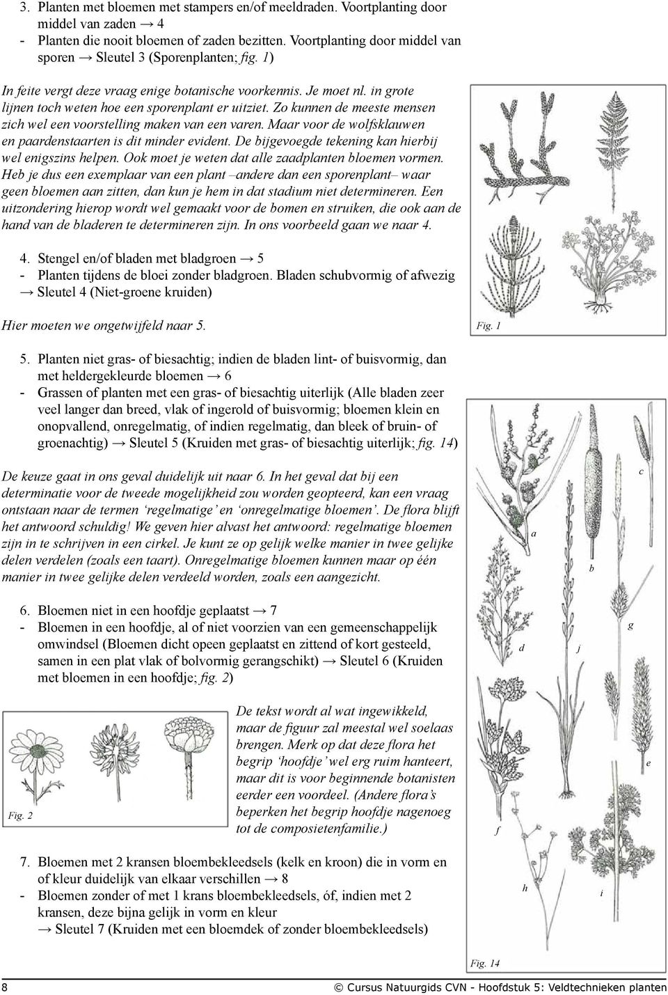 Zo kunnen de meeste mensen zich wel een voorstelling maken van een varen. Maar voor de wolfsklauwen en paardenstaarten is dit minder evident. De bijgevoegde tekening kan hierbij wel enigszins helpen.