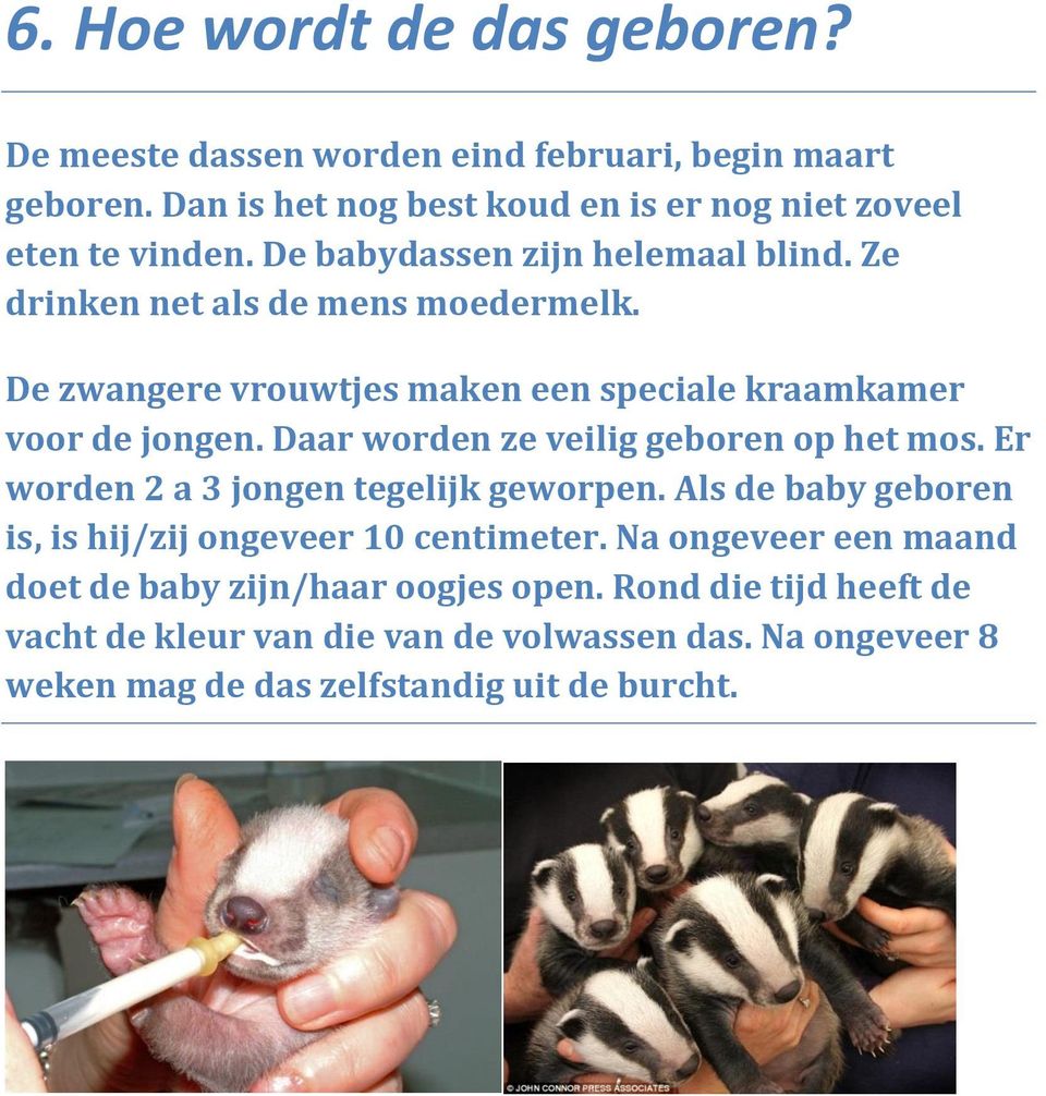 Daar worden ze veilig geboren op het mos. Er worden 2 a 3 jongen tegelijk geworpen. Als de baby geboren is, is hij/zij ongeveer 10 centimeter.