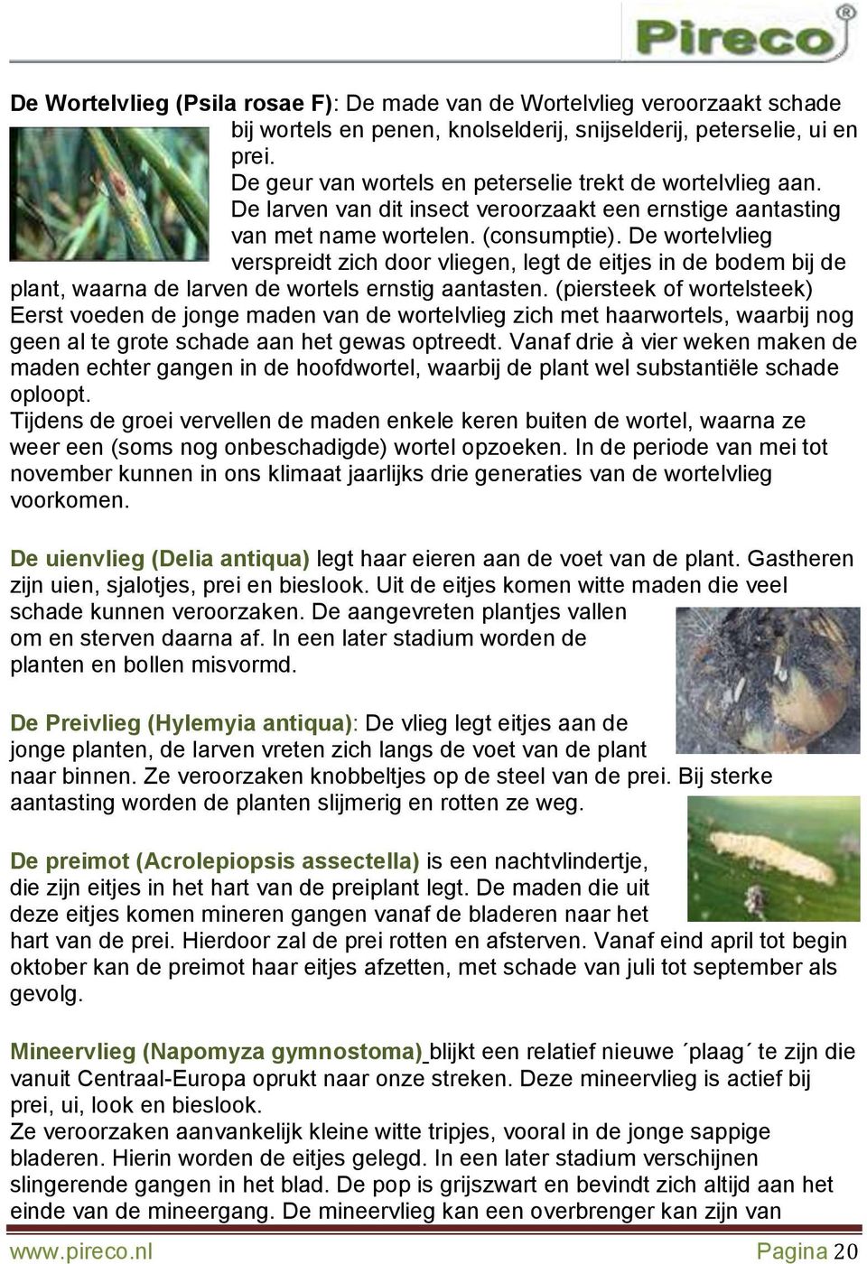 De wortelvlieg verspreidt zich door vliegen, legt de eitjes in de bodem bij de plant, waarna de larven de wortels ernstig aantasten.