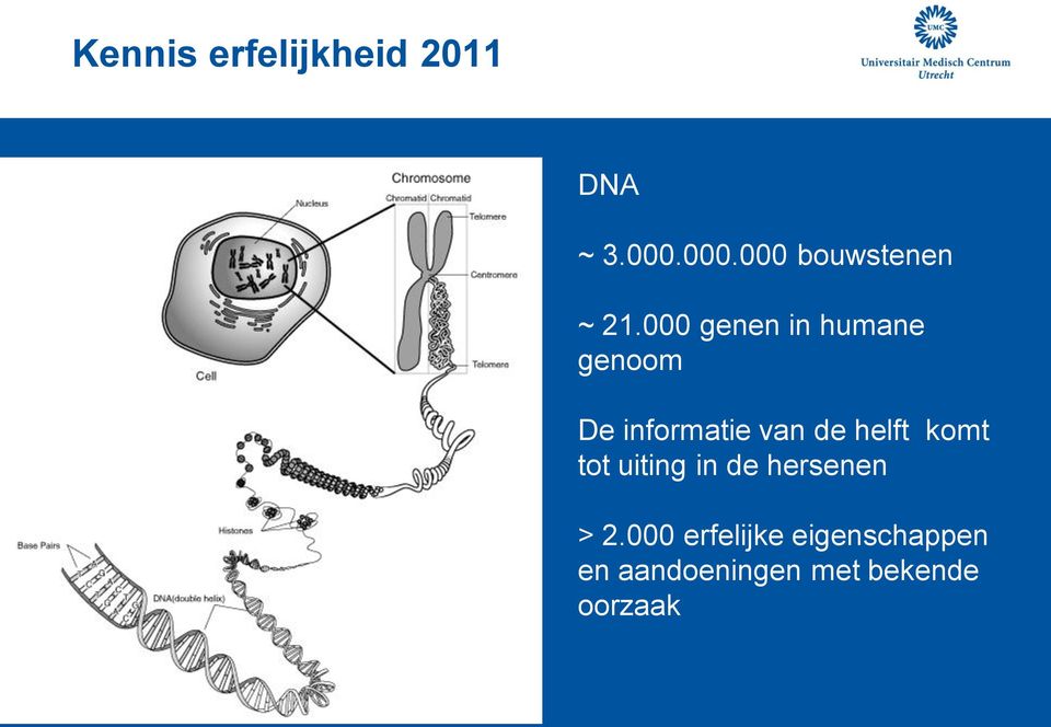 000 genen in humane genoom De informatie van de helft