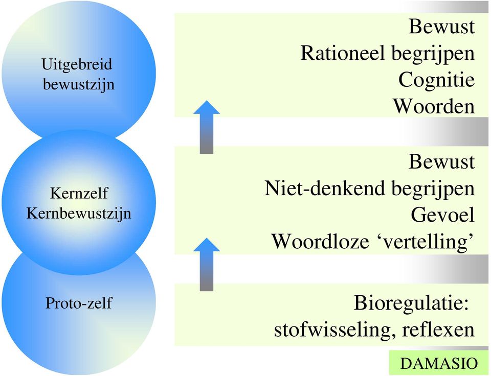 Proto-zelf Bewust Niet-denkend begrijpen Gevoel