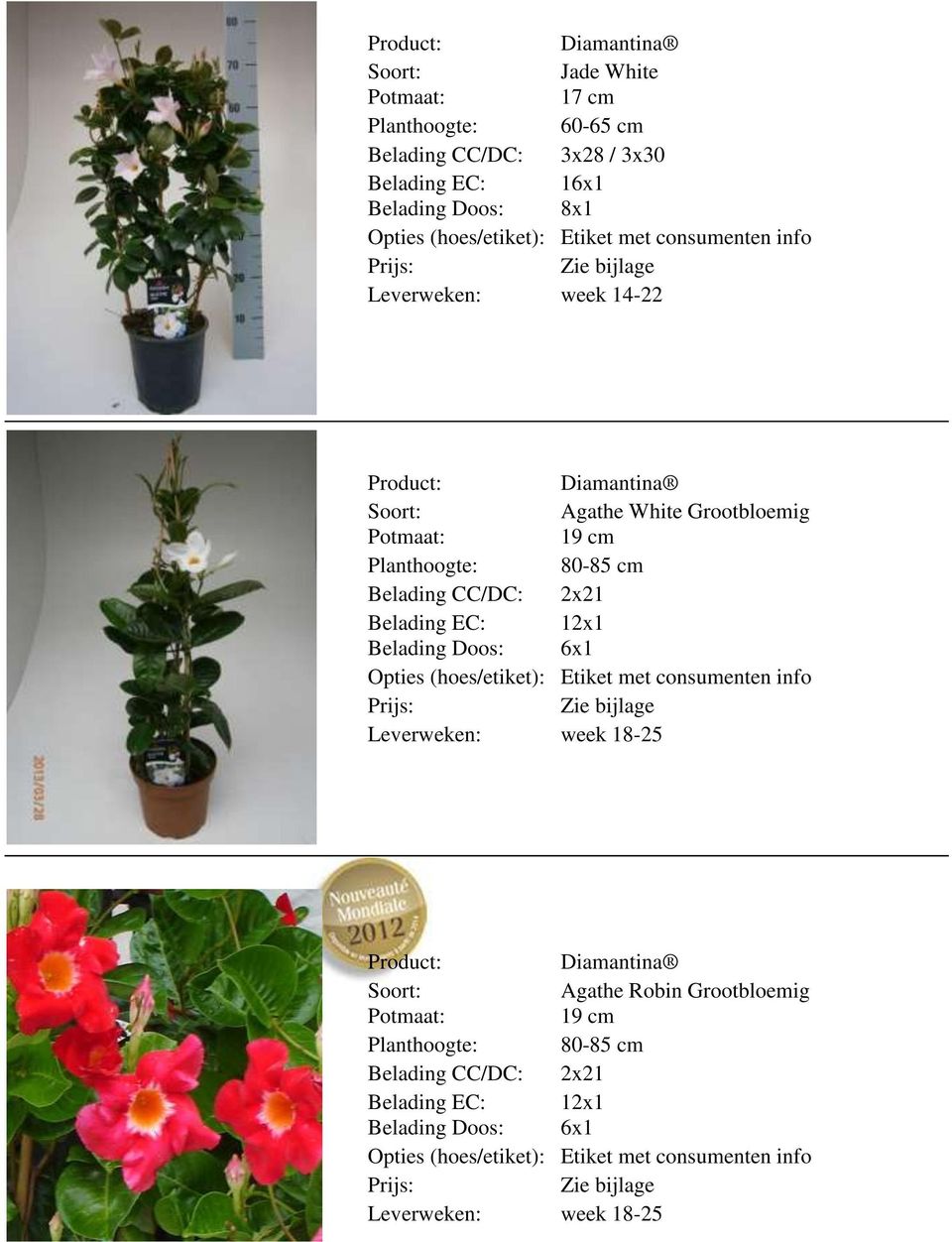 Planthoogte: 80-85 cm Belading CC/DC: 2x21 met Leverweken: week 18-25 Diamantina