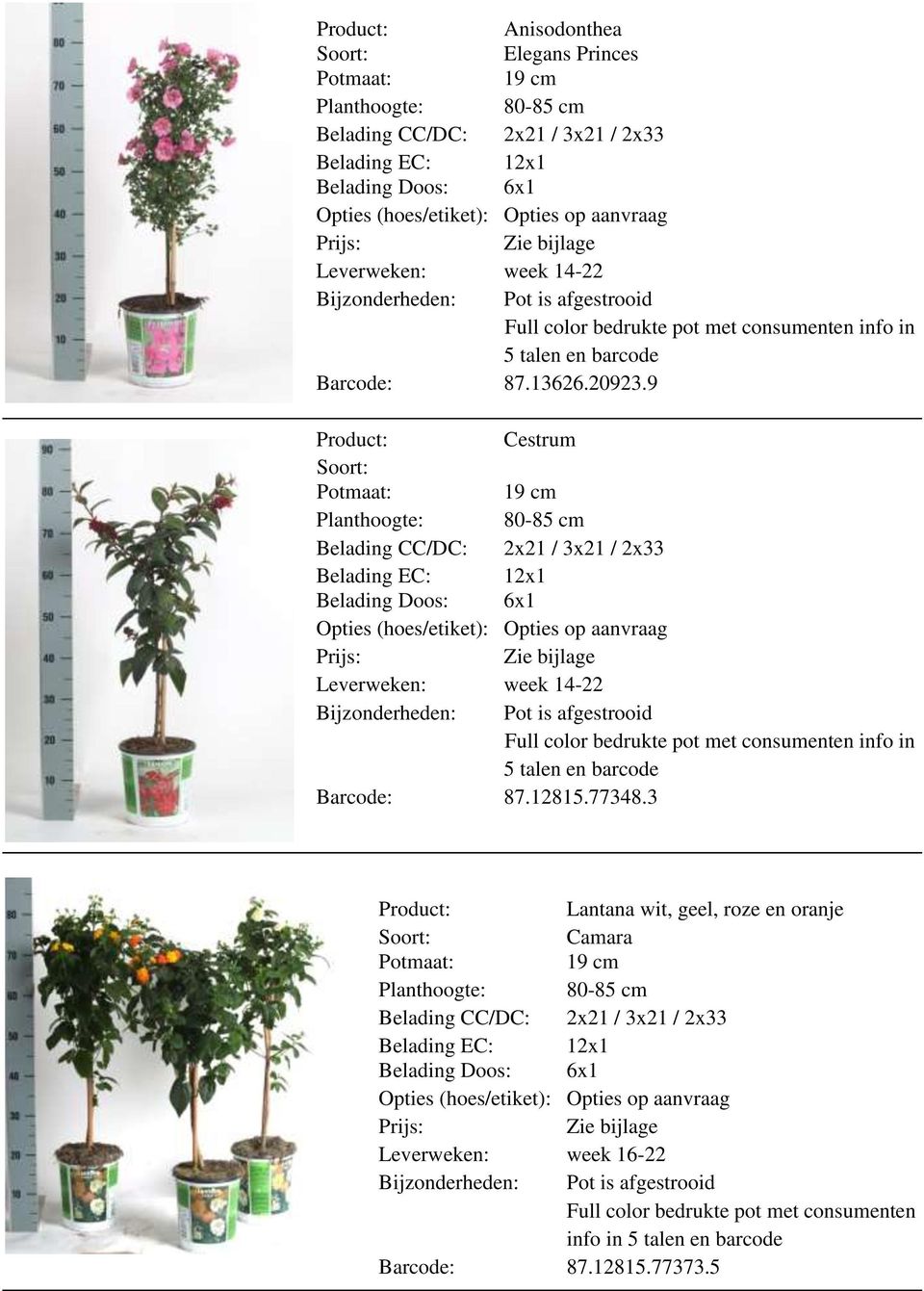 9 Cestrum Planthoogte: 80-85 cm / 2x33 Bijzonderheden: Pot is afgestrooid Full color bedrukte pot met in 5 talen en barcode Barcode:
