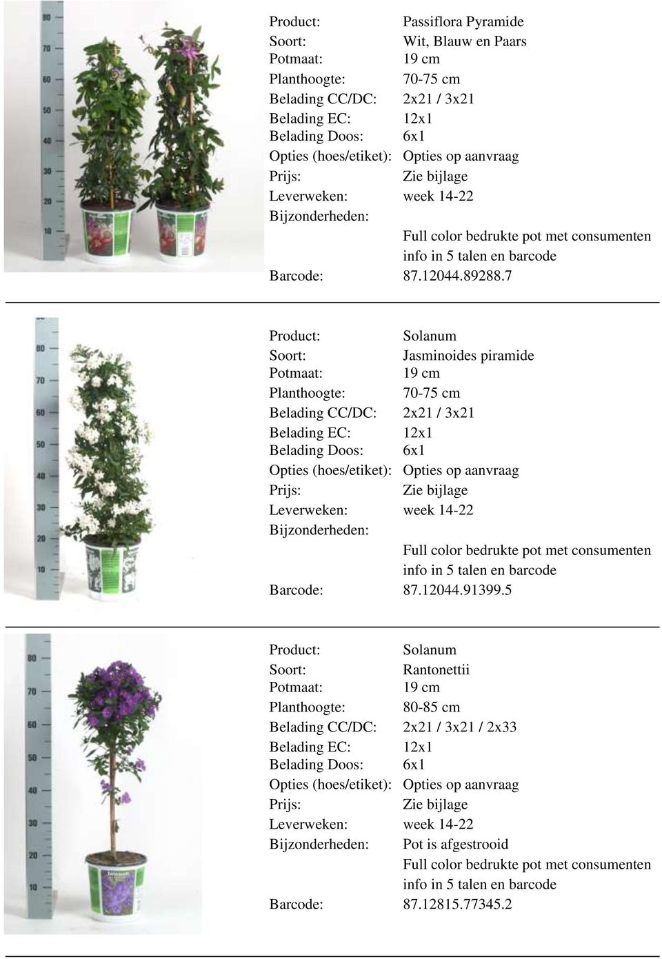 7 Solanum Jasminoides piramide Bijzonderheden: Full color bedrukte pot met consumenten info in 5 talen en barcode