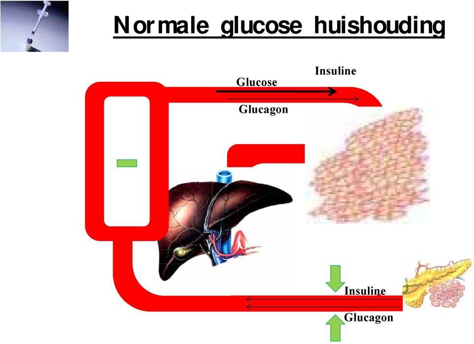 Glucose Insuline