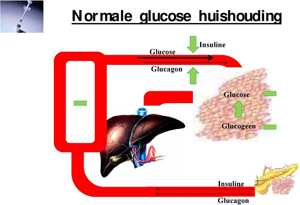 Insuline Glucagon
