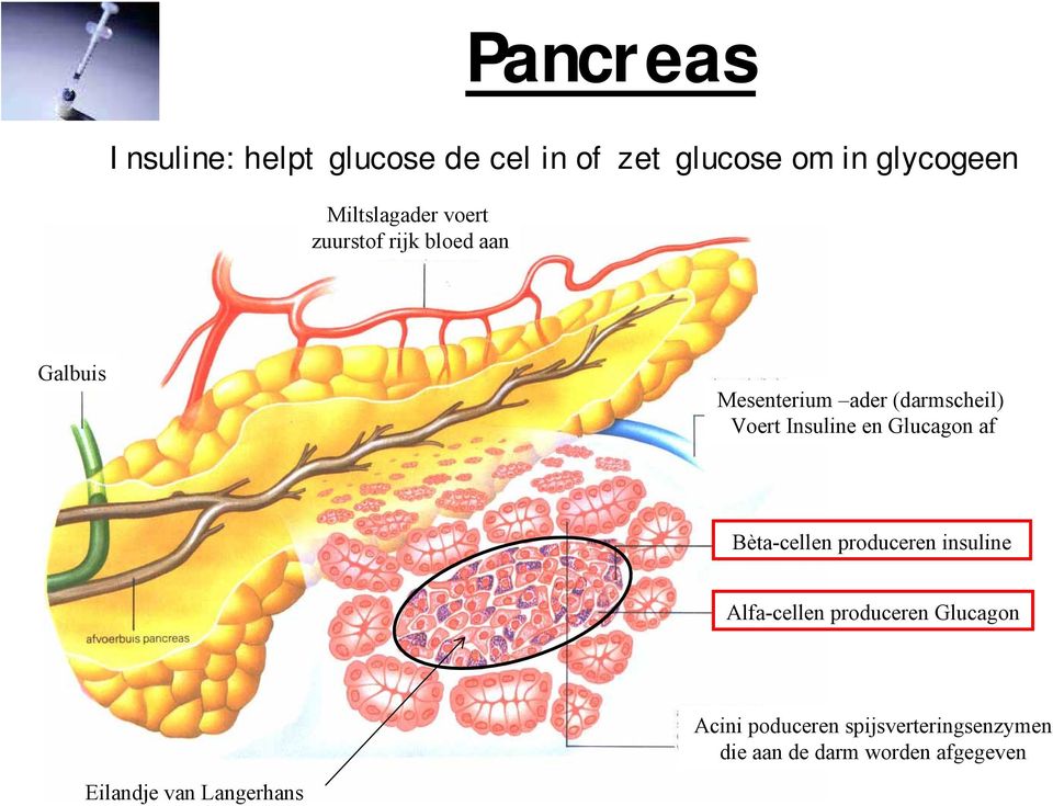 Voert Insuline en Glucagon af Bèta-cellen produceren insuline Alfa-cellen produceren