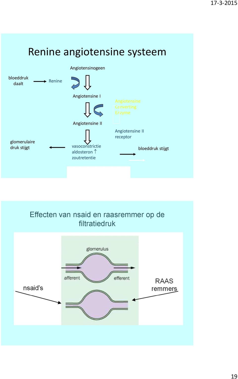 aldosteron zoutretentie Angiotensine Converting Enzyme Angiotensine II