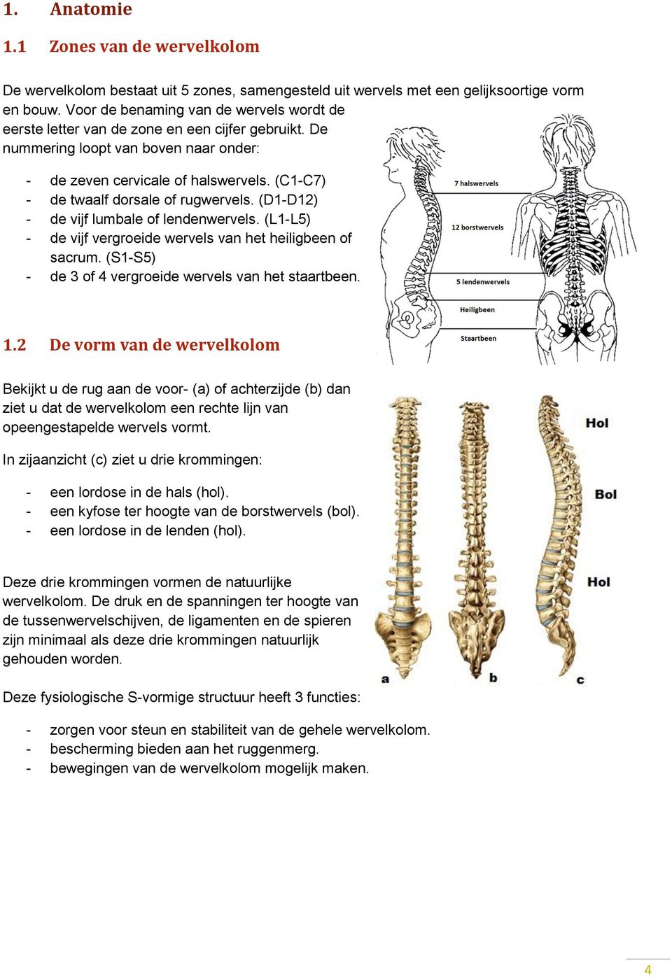 (C1-C7) - de twaalf dorsale of rugwervels. (D1-D12) - de vijf lumbale of lendenwervels. (L1-L5) - de vijf vergroeide wervels van het heiligbeen of sacrum.