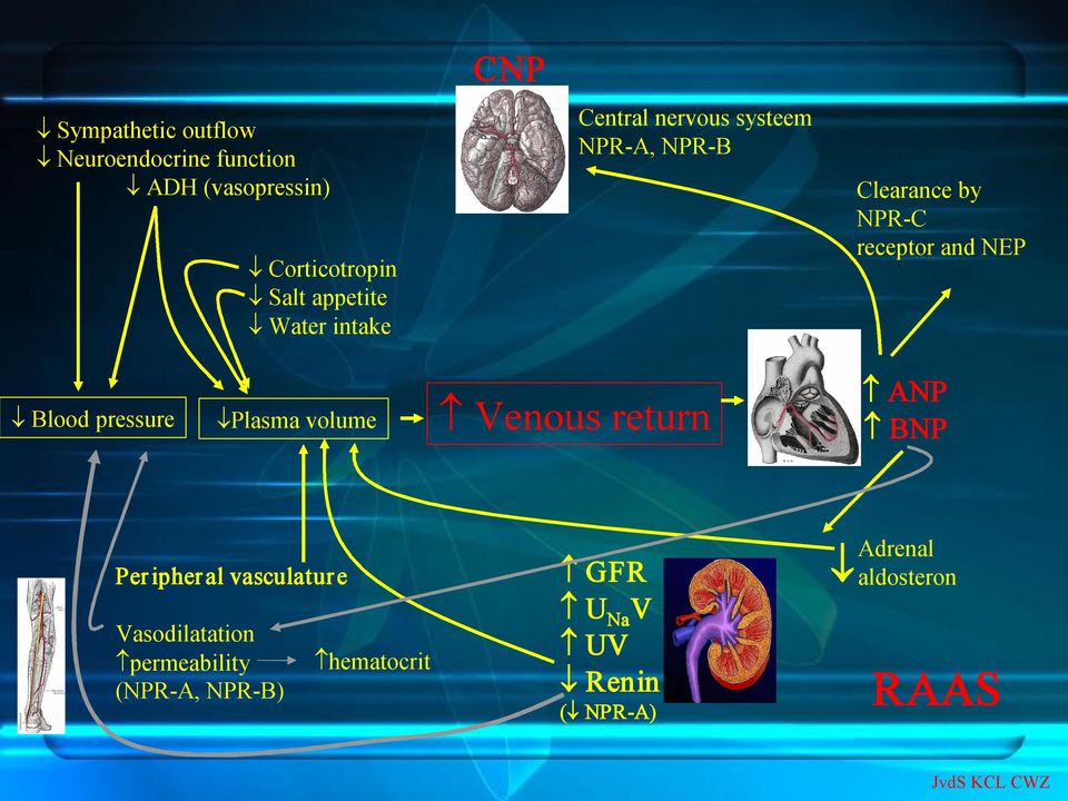 pressure Plasma volume Venous return ANP BNP Peripheral vasculature Vasodilatation