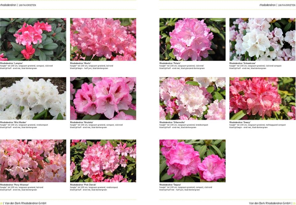 Schneekrone hoogte* tot 100 cm, langzaam groeiend, vlakrond compact Rhododendron Mist Maiden hoogte* tot 100 cm, langzaam groeiend, rondcompact Rhododendron Nicoletta hoogte* tot 100 cm, langzaam