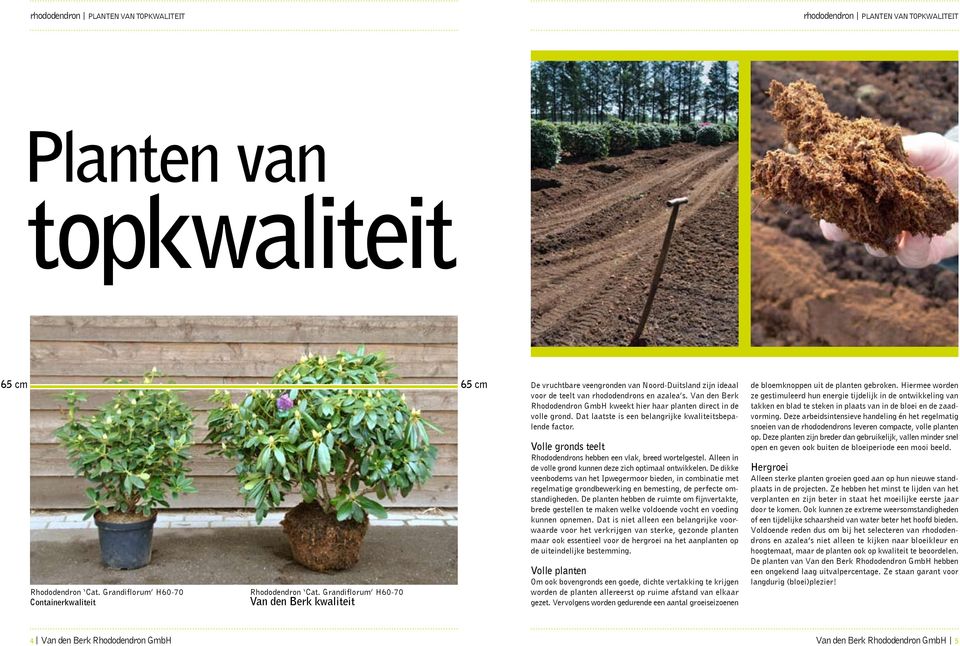 Van den Berk Rhodo dendron GmbH kweekt hier haar planten direct in de volle grond. Dat laatste is een belangrijke kwaliteitsbepalende factor.