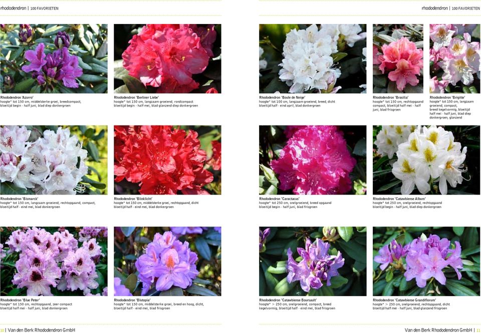 dicht bloeitijd half - eind april, blad donkergroen Rhododendron Brasilia compact, bloeitijd half mei - half juni, blad frisgroen Rhododendron Brigitte hoogte* tot 150 cm, langzaam groeiend, compact,