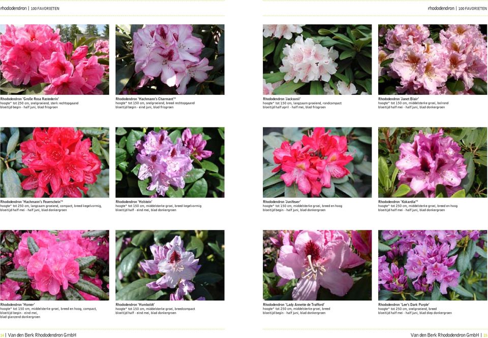 Rhododendron Janet Blair hoogte* tot 150 cm, middelsterke groei, bolrond bloeitijd half mei - half juni, blad donkergroen Rhododendron Hachmann s Feuerschein hoogte* tot 250 cm, langzaam groeiend,