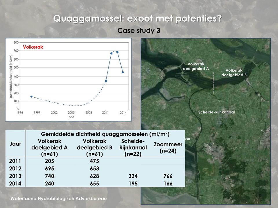 Jaar Gemiddelde dichtheid quaggamosselen (ml/m 2 ) Volkerak Scheldedeelgebied B