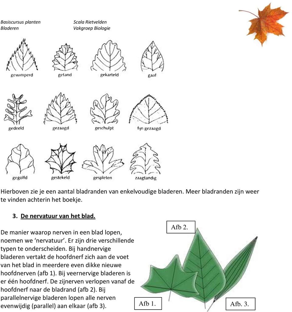 Bij handnervige bladeren vertakt de hoofdnerf zich aan de voet van het blad in meerdere even dikke nieuwe hoofdnerven (afb 1).