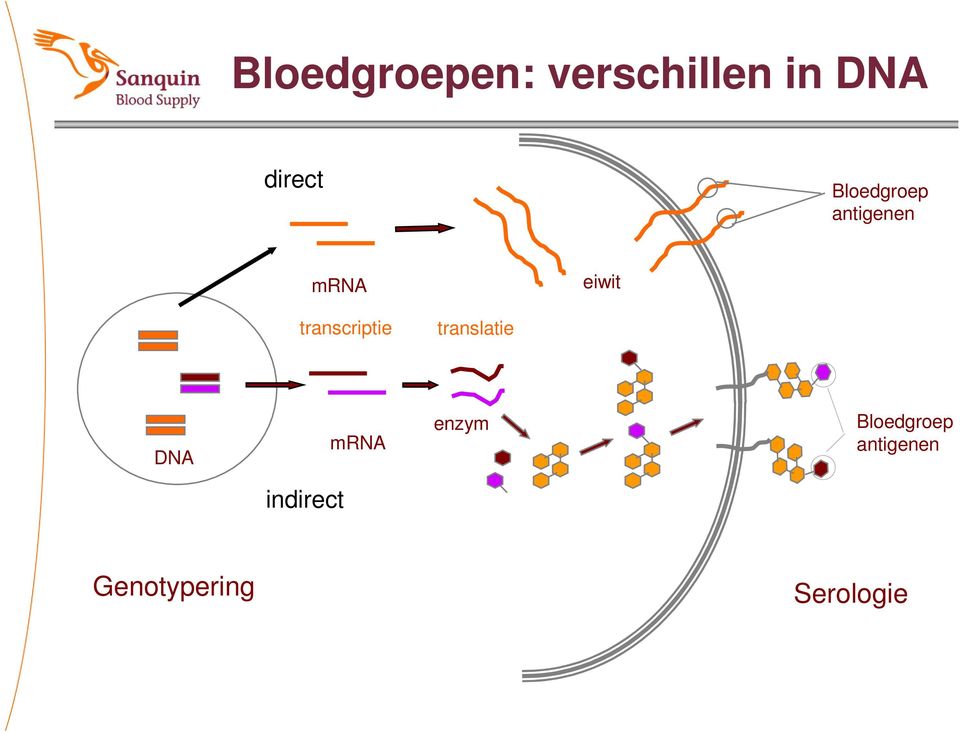 transcriptie translatie DNA mrna enzym