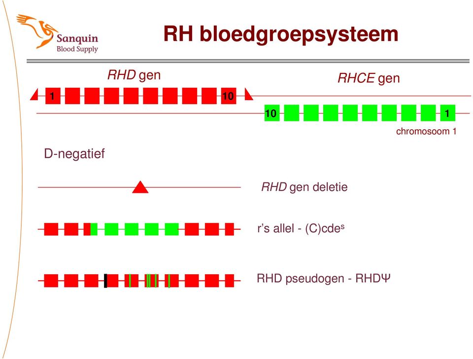 gen 1 chromosoom 1 RHD gen