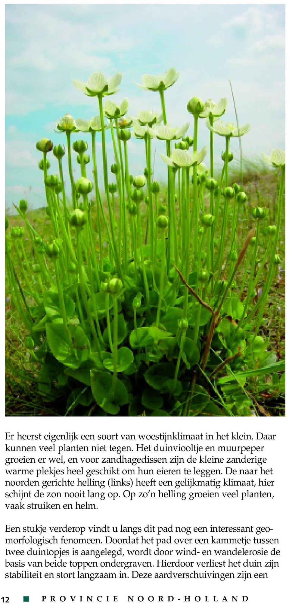 De naar het noorden gerichte helling (links) heeft een gelijkmatig klimaat, hier schijnt de zon nooit lang op. Op zo n helling groeien veel planten, vaak struiken en helm.