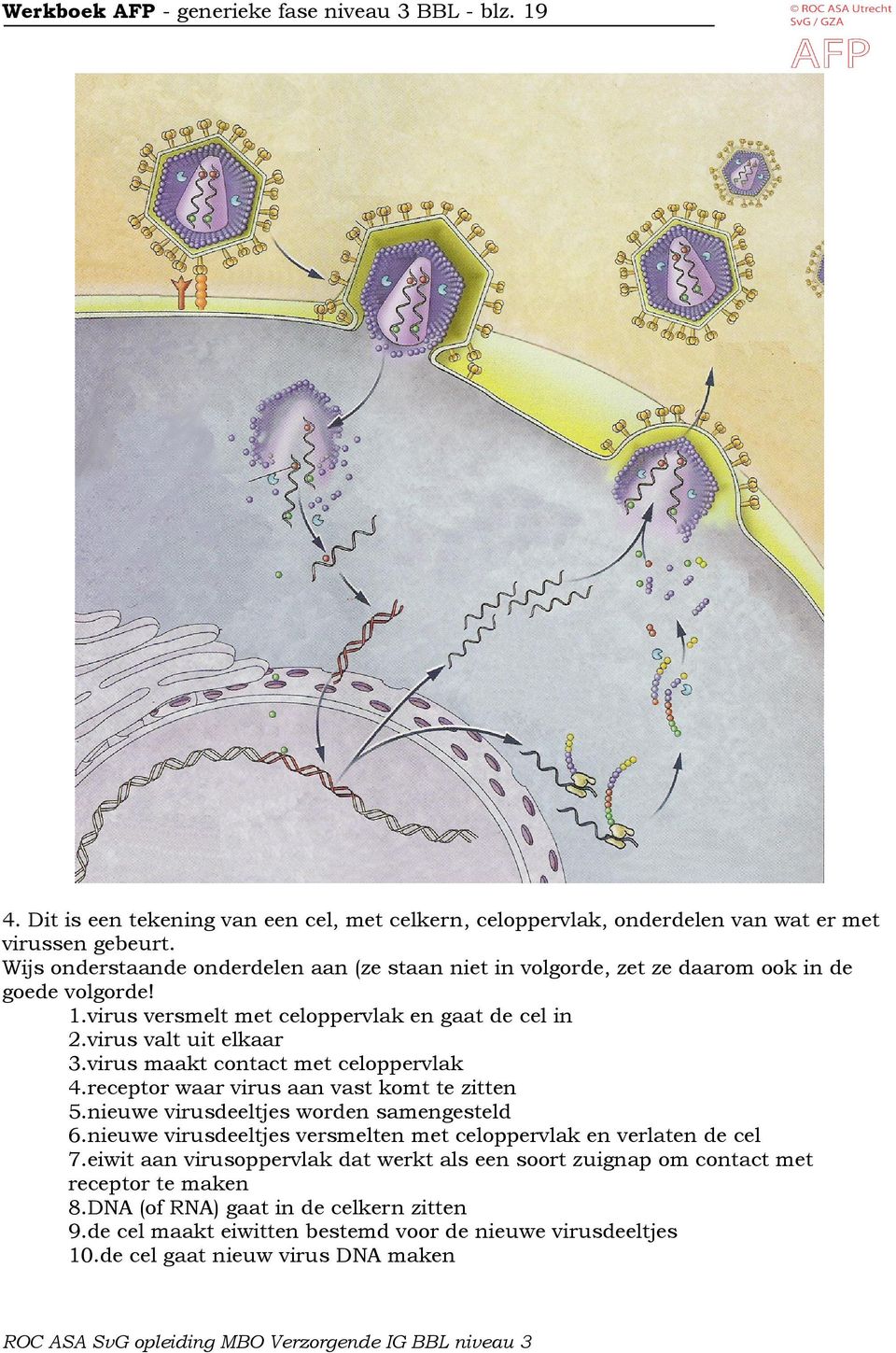 virus maakt contact met celoppervlak 4.receptor waar virus aan vast komt te zitten 5.nieuwe virusdeeltjes worden samengesteld 6.