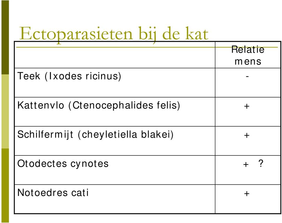 (Ctenocephalides felis) + Schilfermijt
