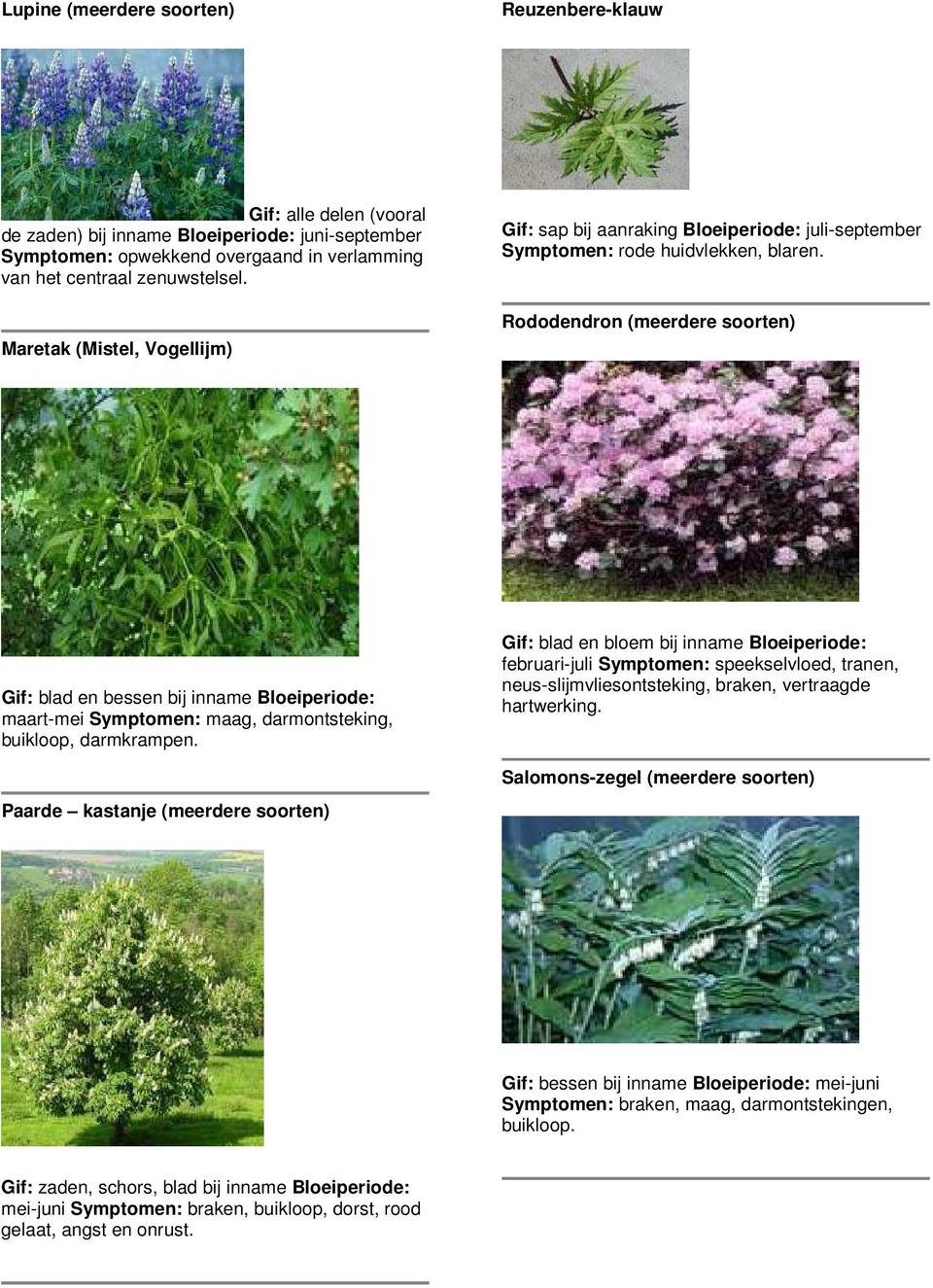 Rododendron (meerdere soorten) Gif: blad en bessen bij inname Bloeiperiode: maart-mei Symptomen: maag, darmontsteking, buikloop, darmkrampen.