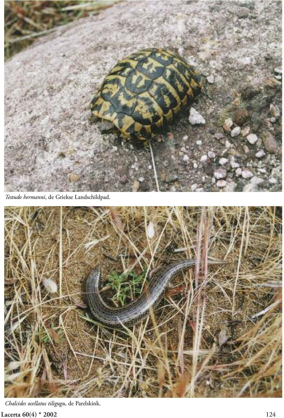 Chalcides ocellatus