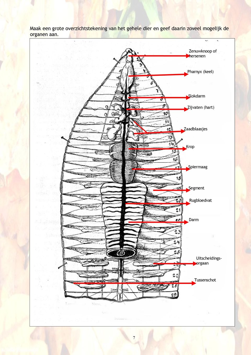 Zenuwknoop of hersenen Pharnyx (keel) Slokdarm Zijvaten (hart)