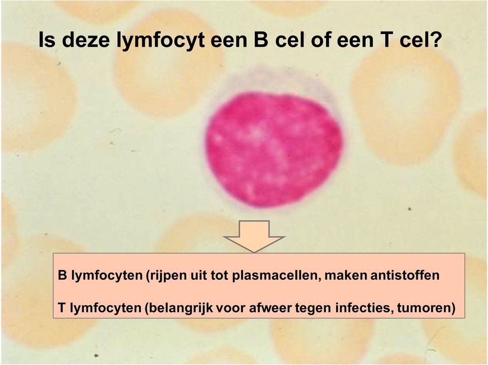 plasmacellen, maken antistoffen T