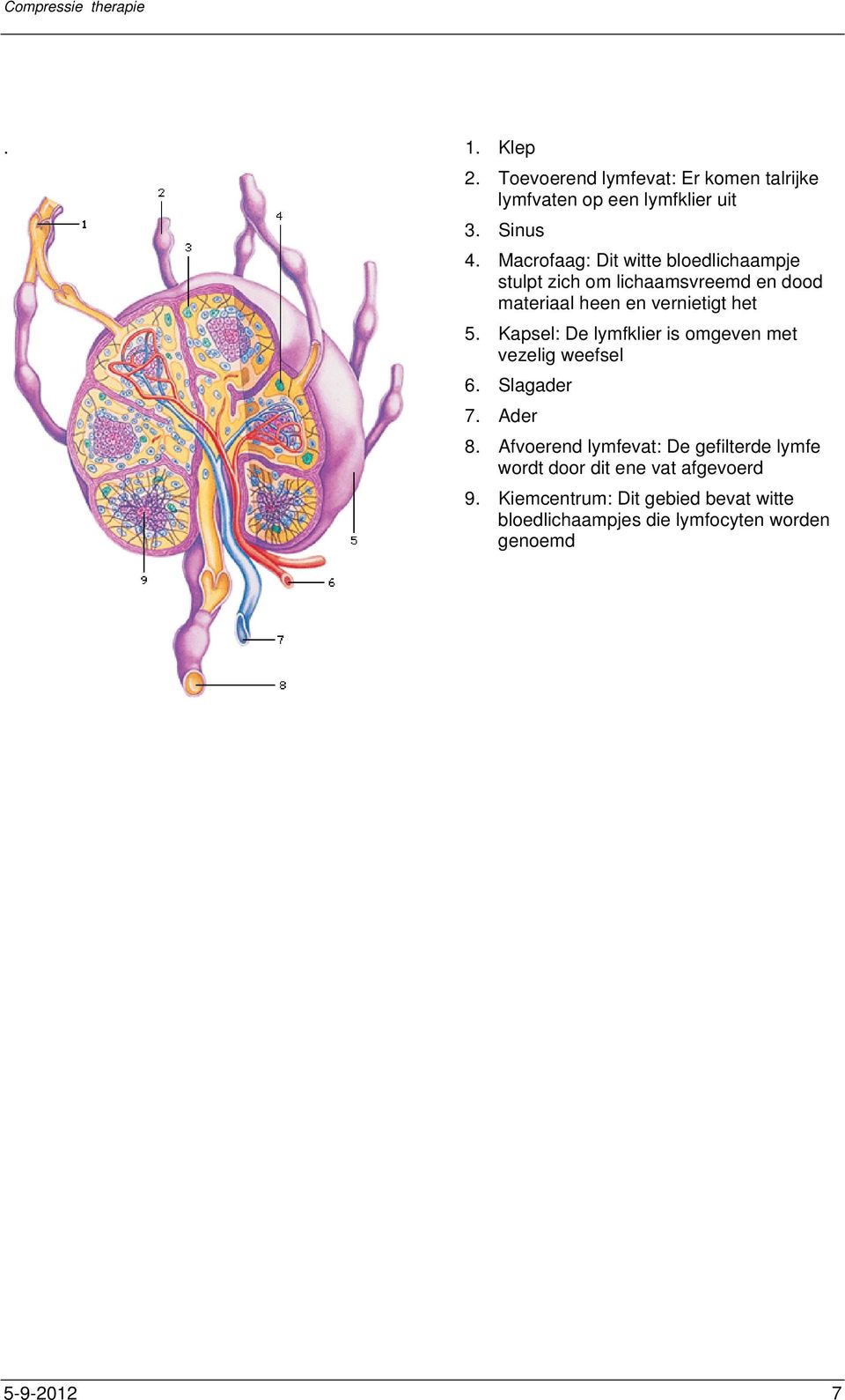 Kapsel: De lymfklier is omgeven met vezelig weefsel 6. Slagader 7. Ader 8.